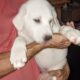 Great Pyrenees’ and white Labrador puppies!