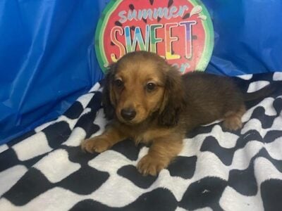 miniature dachshund puppies