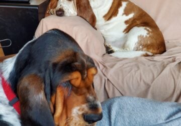 2 Basset hounds