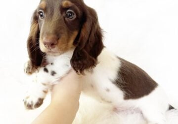 AKC SLINKY – MINI DACHSHUND