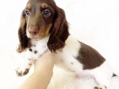 AKC SLINKY – MINI DACHSHUND