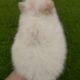 Pomeranian pup