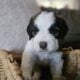 Saint Berdoodle Puppies