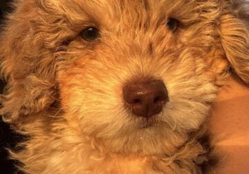 Mini goldendoodle