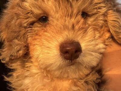 Mini goldendoodle