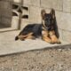 German shepherd puppies