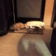 Shih Tzu puppy