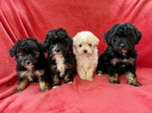 Miniature poodle puppies