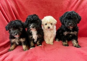 Miniature poodle puppies