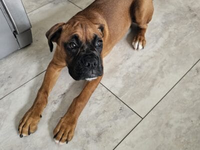 Bruce 4 mo old male purebred