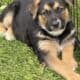 Hi I’m Nokie a 10.5 week Shepherd pup from Butler