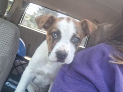 Boxer mix puppy