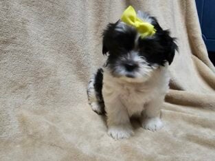 Shichon puppies