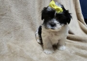 Shichon puppies