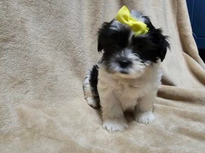 Shichon puppies