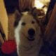 Re-homing 2 year old male husky