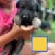 German shepherd puppies
