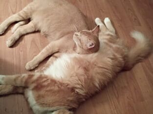 Two 1 year olds w/auto litterbox. Shots up to date