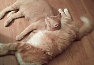 Two 1 year olds w/auto litterbox. Shots up to date