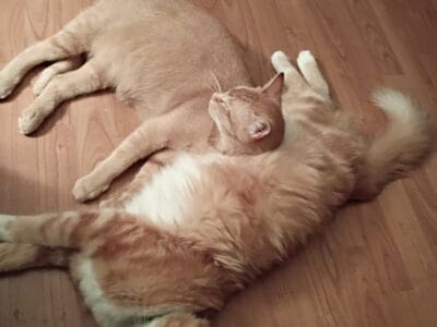 Two 1 year olds w/auto litterbox. Shots up to date