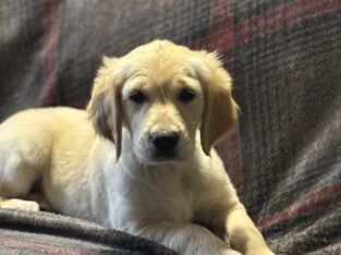 Golden Retriever Puppies