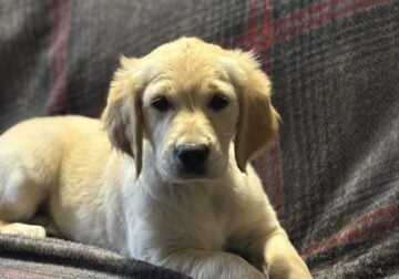 Golden Retriever Puppies