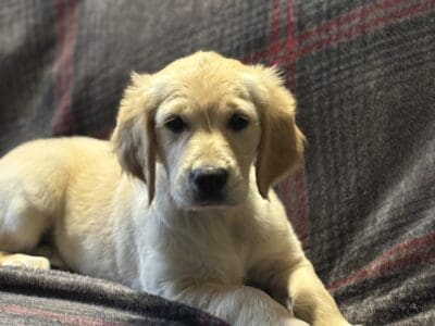 Golden Retriever Puppies
