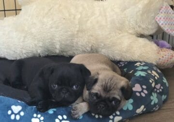 Pug Puppies