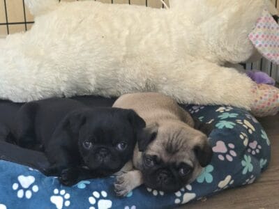 Pug Puppies