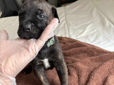 Cane Corso x Rottweiler