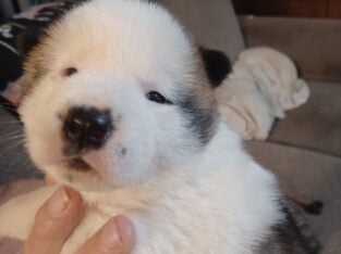 Akc Akita puppies