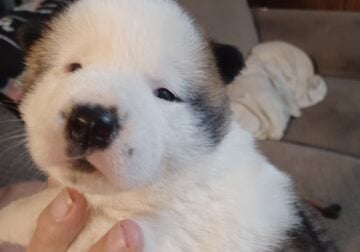 Akc Akita puppies