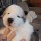 Akc Akita puppies