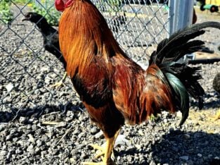 Brownred Rooster
