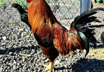 Brownred Rooster