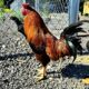 Brownred Rooster