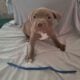 Bully Puppies Ready for Homes!