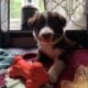 Border Collie puppies