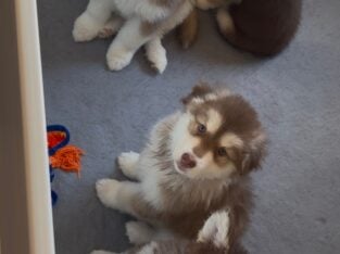 Female Alaskan Malamutes (8 weeks old)