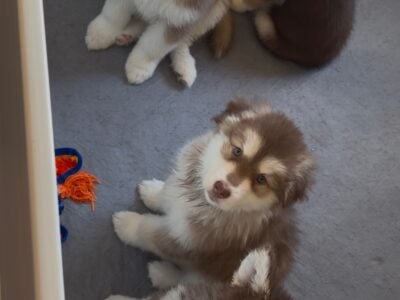 Female Alaskan Malamutes (8 weeks old)