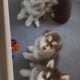 Female Alaskan Malamutes (8 weeks old)