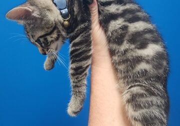 Brown rosetted bengal kitten available