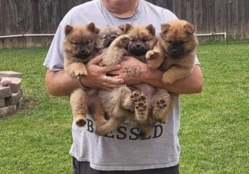 Purebred Chow chow puppies for sale