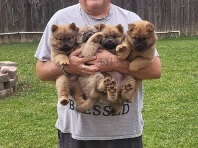 Purebred Chow chow puppies for sale