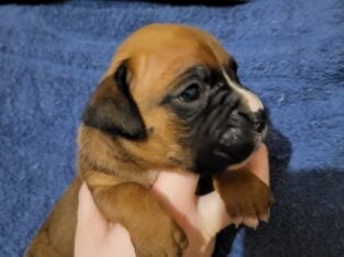 AKC Boxer Puppies for sale