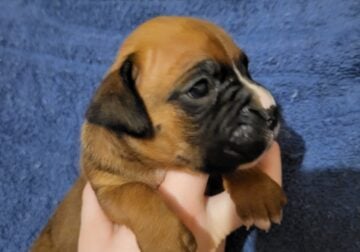 AKC Boxer Puppies for sale