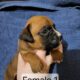 AKC Boxer Puppies for sale