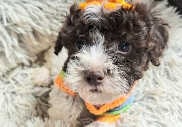 GORGEOUS AKC TOY POODLES!