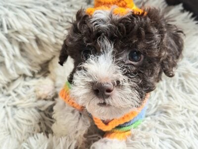 GORGEOUS AKC TOY POODLES!