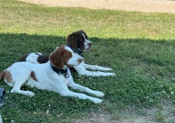 2 Male 8 month old Brittany pups AKC fully papered